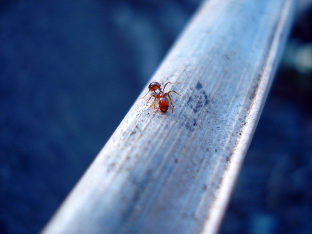 ant